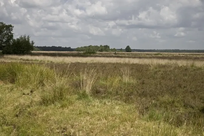 Gerahmter Druck : Dwingelderveld, Drenthe Gerahmter Druck : Dwingelderveld, Drenthe