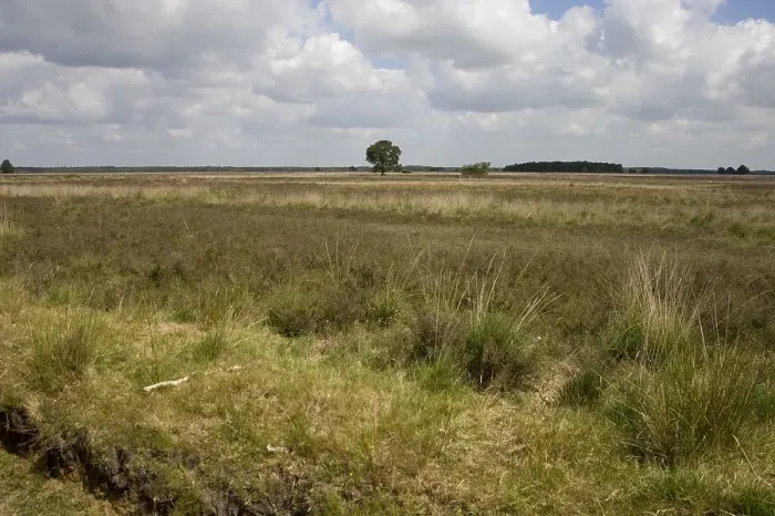 Gerahmter Druck : Dwingelderveld, Drenthe Gerahmter Druck : Dwingelderveld, Drenthe
