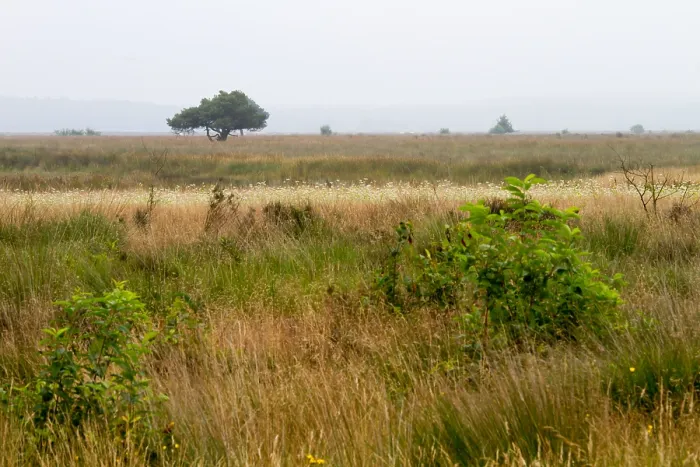 Gerahmter Druck : Dwingelooerveld, Niederlande Gerahmter Druck : Dwingelooerveld, Niederlande