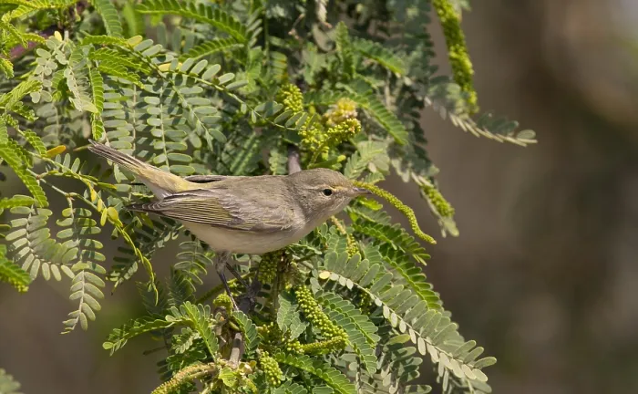 Gerahmter Druck : Ostlicher Bonelli-Sänger, Phylloscopus orientalis Gerahmter Druck : Ostlicher Bonelli-Sänger, Phylloscopus orientalis