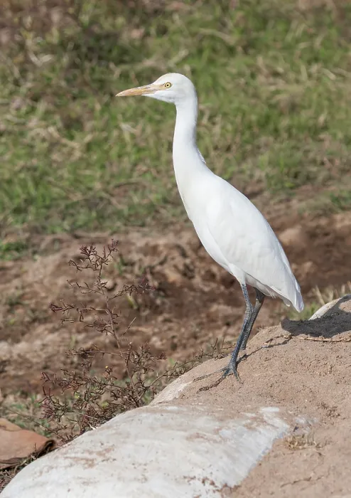 Gerahmter Druck : Ostlicher Rinderegret, Bubulcus coromandus