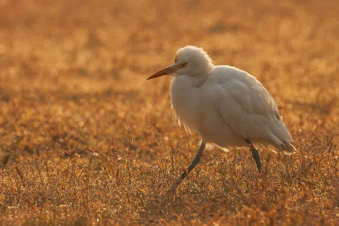 Gerahmter Druck : Ostlicher Riedbrüter, Bubulcus ibis Gerahmter Druck : Ostlicher Riedbrüter, Bubulcus ibis
