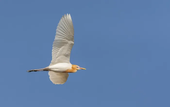 Gerahmter Druck : Ostlicher Riedbrüter, Bubulcus ibis Gerahmter Druck : Ostlicher Riedbrüter, Bubulcus ibis