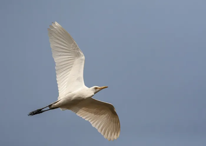 Gerahmter Druck : Ostlicher Rinderegret, Bubulcus ibis