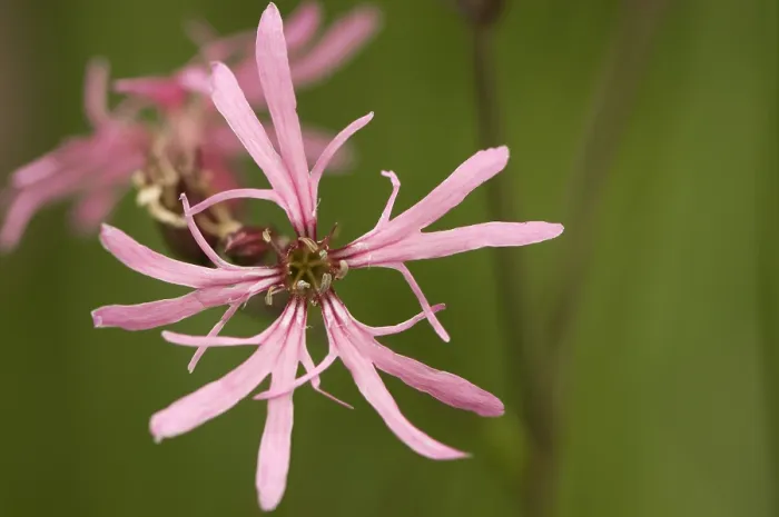 Gerahmter Druck : Echte Kuckucksblume, Ragged Robin, Lychnis flos-cuculi Gerahmter Druck : Echte Kuckucksblume, Ragged Robin, Lychnis flos-cuculi