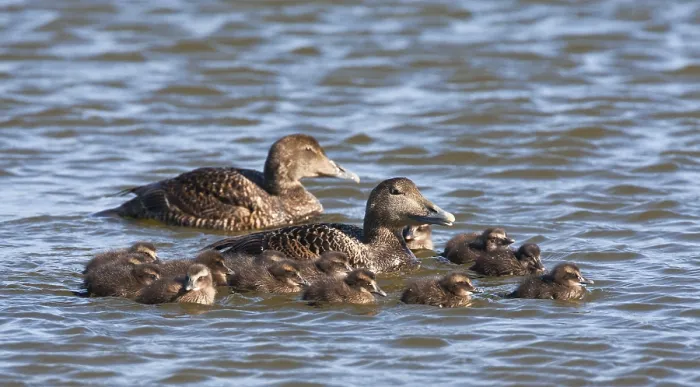 Gerahmter Druck : Eider, Gemeine Eider Gerahmter Druck : Eider, Gemeine Eider