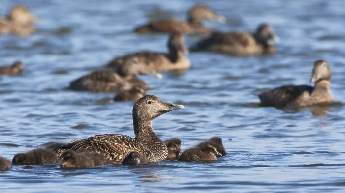 Gerahmter Druck : Eider, Gemeine Eider