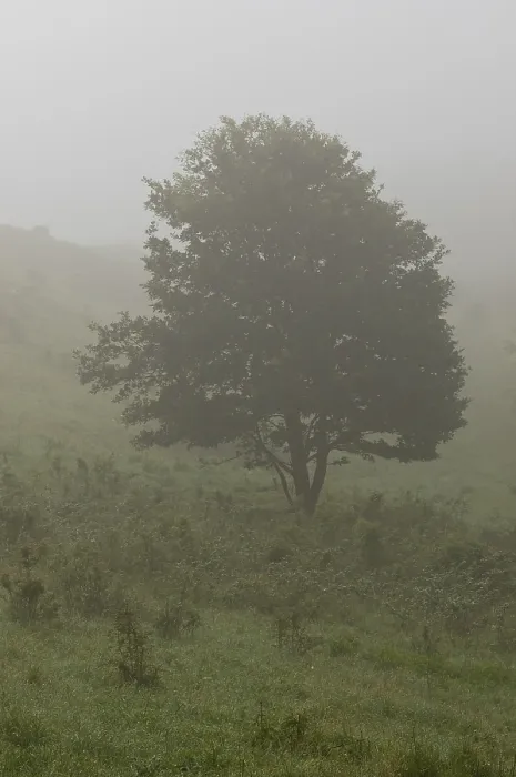 Gerahmter Druck : Eik, Eiche, Quercus Gerahmter Druck : Eik, Eiche, Quercus