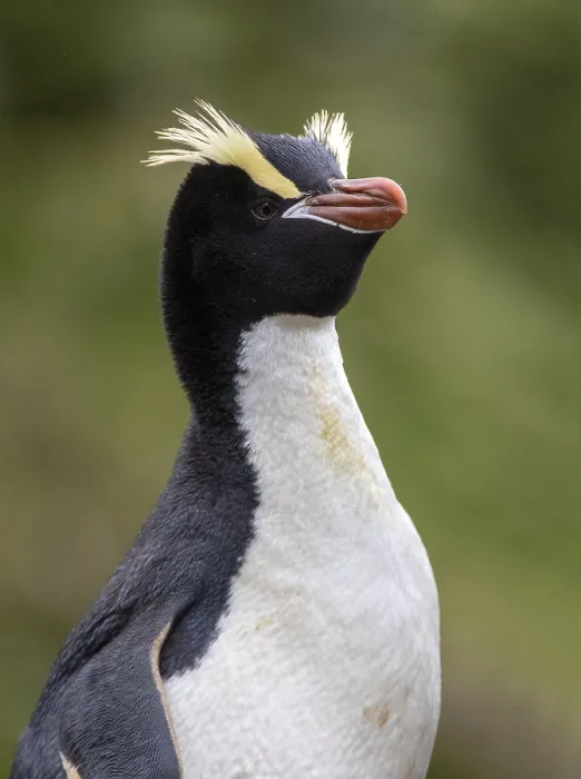 Gerahmter Druck : Erektgekrönter Pinguin, Eudyptes sclateri Gerahmter Druck : Erektgekrönter Pinguin, Eudyptes sclateri