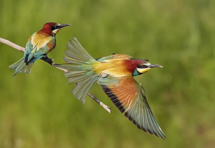 Gerahmter Druck : Europäischer Bienenfresser, Merops apiaster Gerahmter Druck : Europäischer Bienenfresser, Merops apiaster