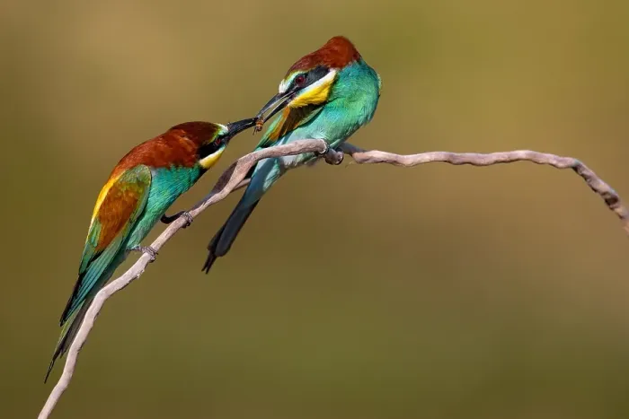 Gerahmter Druck : Europäischer Bienenfresser, Merops apiaster Gerahmter Druck : Europäischer Bienenfresser, Merops apiaster