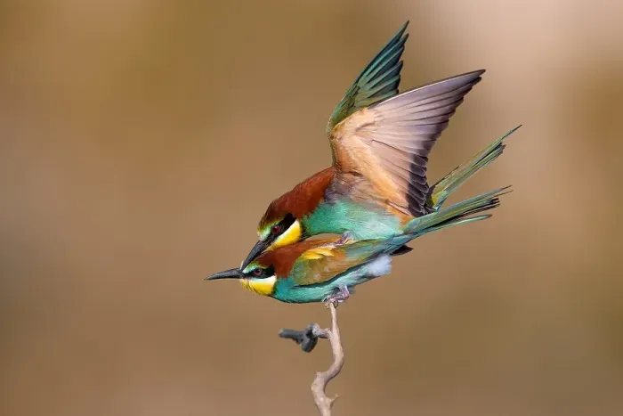 Gerahmter Druck : Europäischer Bienenfresser, Merops apiaster Gerahmter Druck : Europäischer Bienenfresser, Merops apiaster