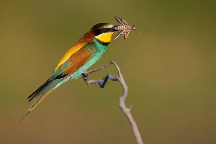 Gerahmter Druck : Europäischer Bienenfresser, Merops apiaster Gerahmter Druck : Europäischer Bienenfresser, Merops apiaster