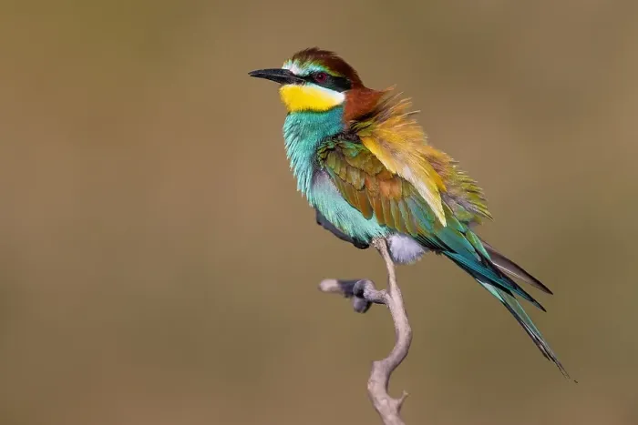Gerahmter Druck : Europäischer Bienenfresser, Merops apiaster Gerahmter Druck : Europäischer Bienenfresser, Merops apiaster