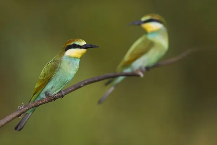 Gerahmter Druck : Europäischer Bienenfresser, Merops apiaster