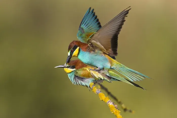 Gerahmter Druck : Europäischer Bienenfresser, Merops apiaster Gerahmter Druck : Europäischer Bienenfresser, Merops apiaster