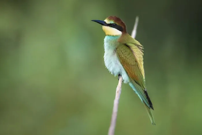 Gerahmter Druck : Europäischer Bienenfresser, Merops apiaster Gerahmter Druck : Europäischer Bienenfresser, Merops apiaster