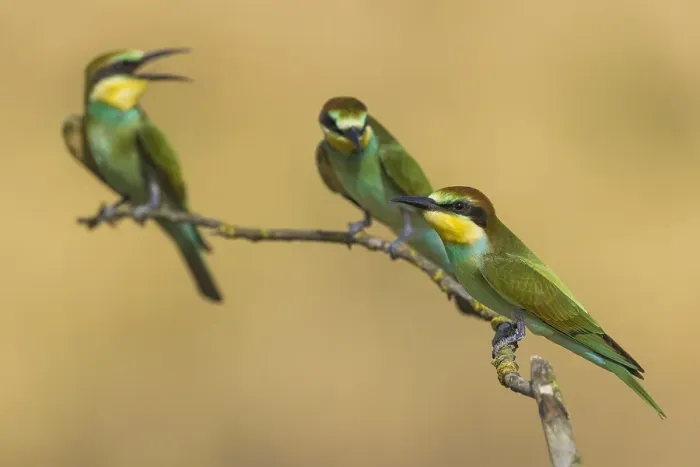 Gerahmter Druck : Europäischer Bienenfresser, Merops apiaster Gerahmter Druck : Europäischer Bienenfresser, Merops apiaster