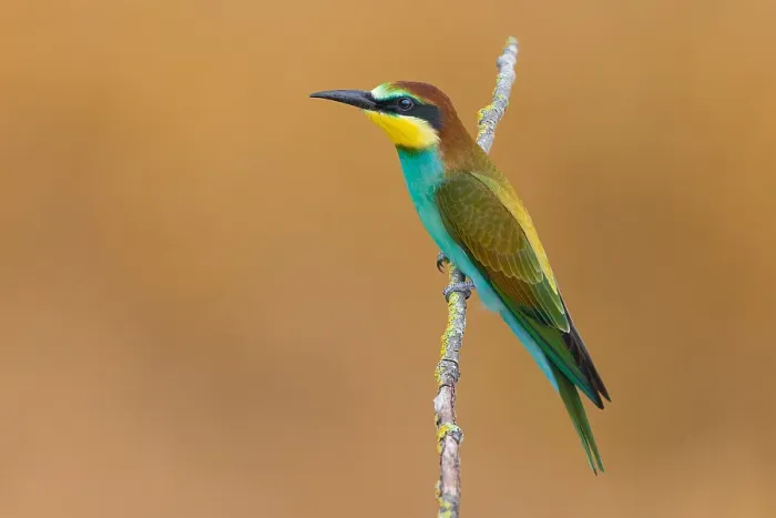 Gerahmter Druck : Europäischer Bienenfresser, Merops apiaster Gerahmter Druck : Europäischer Bienenfresser, Merops apiaster