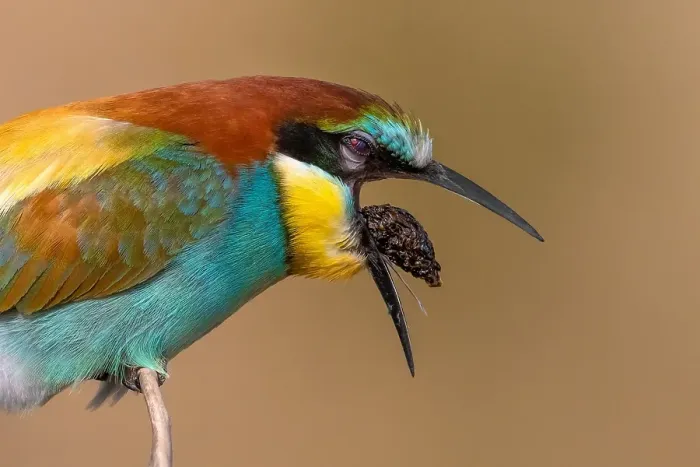 Gerahmter Druck : Europäischer Bienenfresser, Merops apiaster Gerahmter Druck : Europäischer Bienenfresser, Merops apiaster