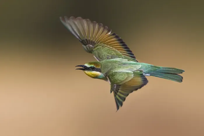 Gerahmter Druck : Europäischer Bienenfresser, Merops apiaster Gerahmter Druck : Europäischer Bienenfresser, Merops apiaster