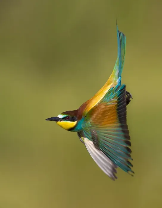 Gerahmter Druck : Europäischer Bienenfresser, Merops apiaster Gerahmter Druck : Europäischer Bienenfresser, Merops apiaster