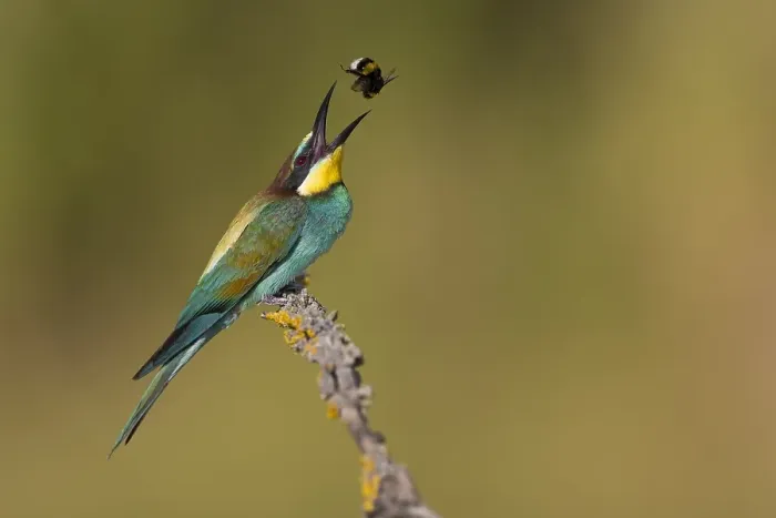 Gerahmter Druck : Europäischer Bienenfresser, Merops apiaster Gerahmter Druck : Europäischer Bienenfresser, Merops apiaster