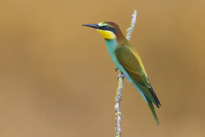 Gerahmter Druck : Europäischer Bienenfresser, Merops apiaster Gerahmter Druck : Europäischer Bienenfresser, Merops apiaster