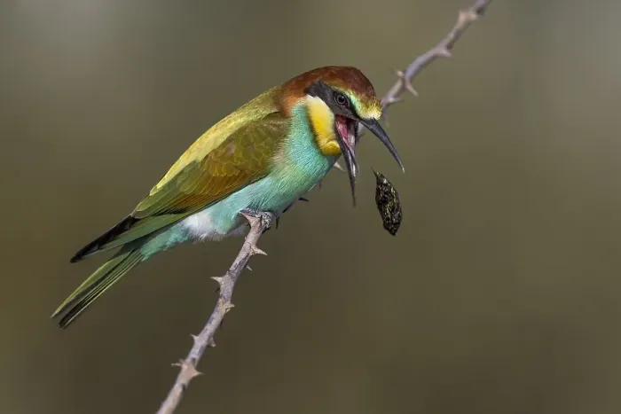 Gerahmter Druck : Europäischer Bienenfresser, Merops apiaster Gerahmter Druck : Europäischer Bienenfresser, Merops apiaster