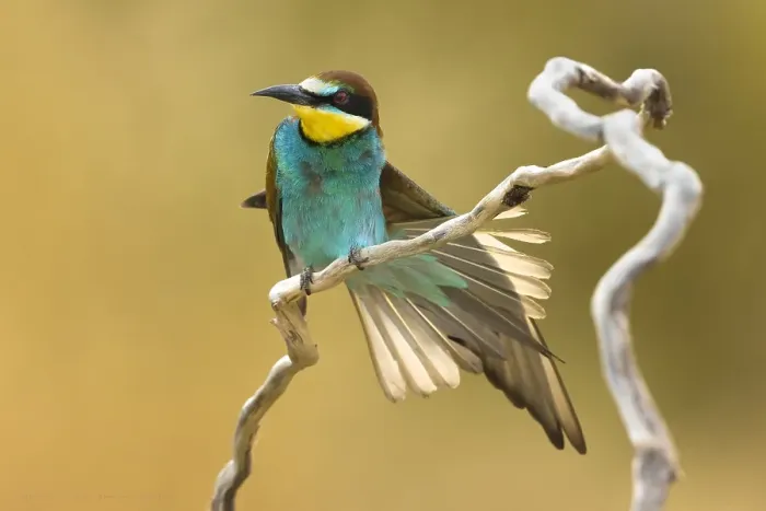 Gerahmter Druck : Europäischer Bienenfresser, Merops apiaster Gerahmter Druck : Europäischer Bienenfresser, Merops apiaster