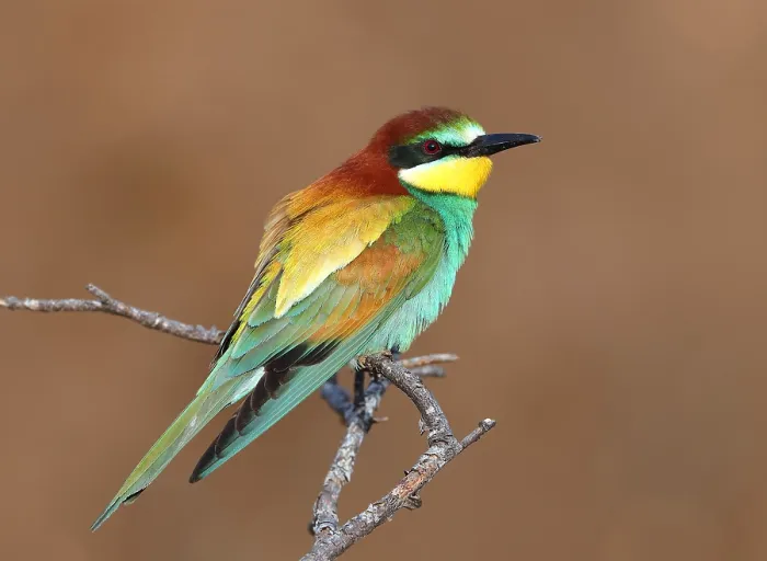 Gerahmter Druck : Europäischer Bienenfresser, Merops apiaster Gerahmter Druck : Europäischer Bienenfresser, Merops apiaster