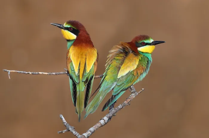 Gerahmter Druck : Europäischer Bienenfresser, Merops apiaster Gerahmter Druck : Europäischer Bienenfresser, Merops apiaster