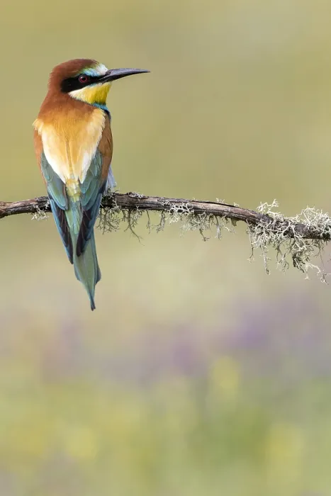 Gerahmter Druck : Europäischer Bienenfresser, Merops apiaster Gerahmter Druck : Europäischer Bienenfresser, Merops apiaster