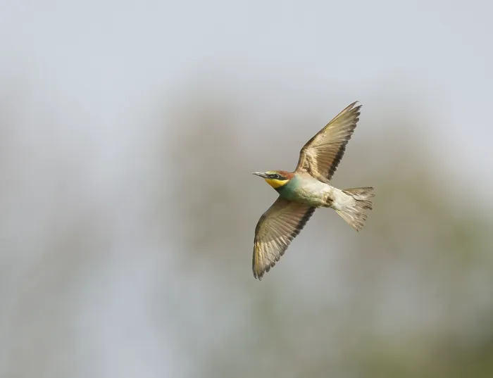 Gerahmter Druck : Europäischer Bienenfresser; Merops apiaster Gerahmter Druck : Europäischer Bienenfresser; Merops apiaster
