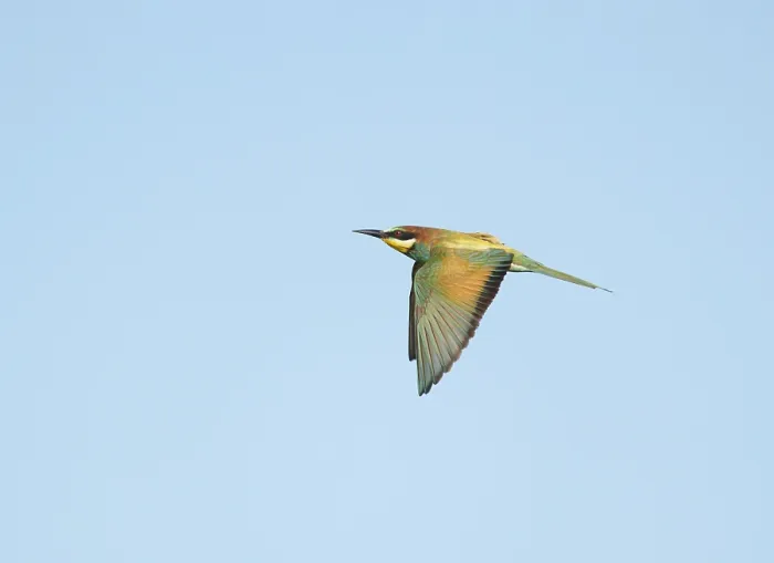 Gerahmter Druck : Europäischer Bienenfresser; Merops apiaster Gerahmter Druck : Europäischer Bienenfresser; Merops apiaster