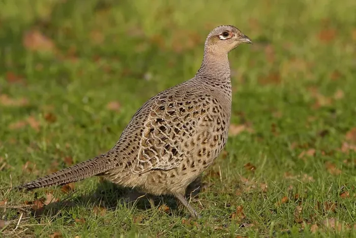 Gerahmter Druck : Fasan, Common Pheasant, Phasianus colchicus Gerahmter Druck : Fasan, Common Pheasant, Phasianus colchicus