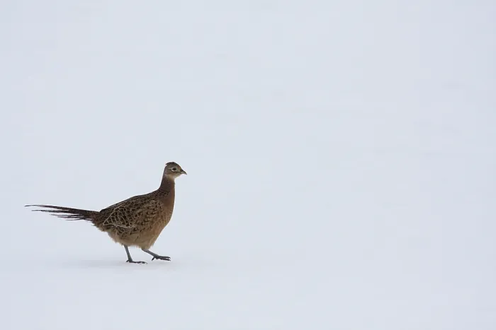 Gerahmter Druck : Fasan, Common Pheasant, Phasianus colchicus Gerahmter Druck : Fasan, Common Pheasant, Phasianus colchicus