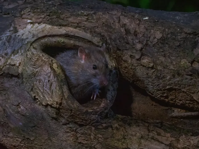 Gerahmter Druck : Feldmaus; Microtus arvalis Gerahmter Druck : Feldmaus; Microtus arvalis