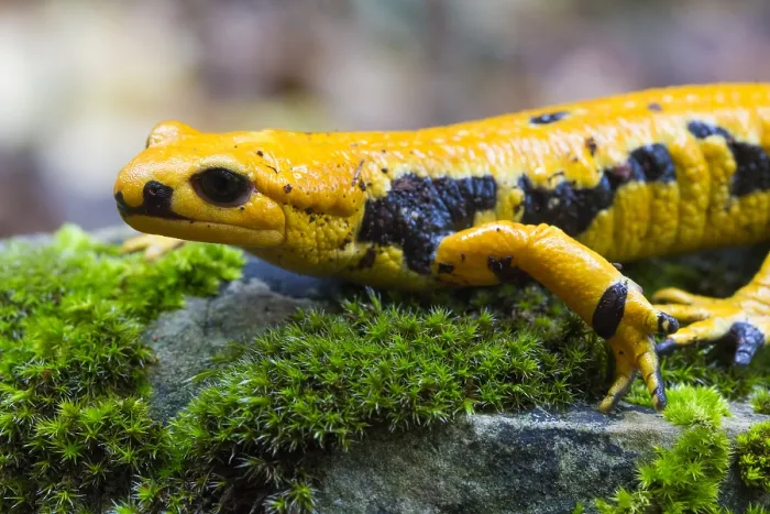 Gerahmter Druck : Feuersalamander