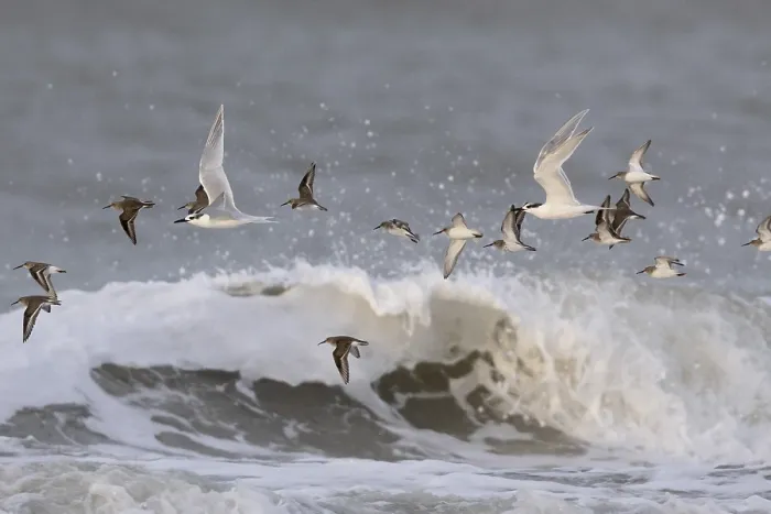 Gerahmter Druck : Vogelschwarm im Flug. Gerahmter Druck : Vogelschwarm im Flug.