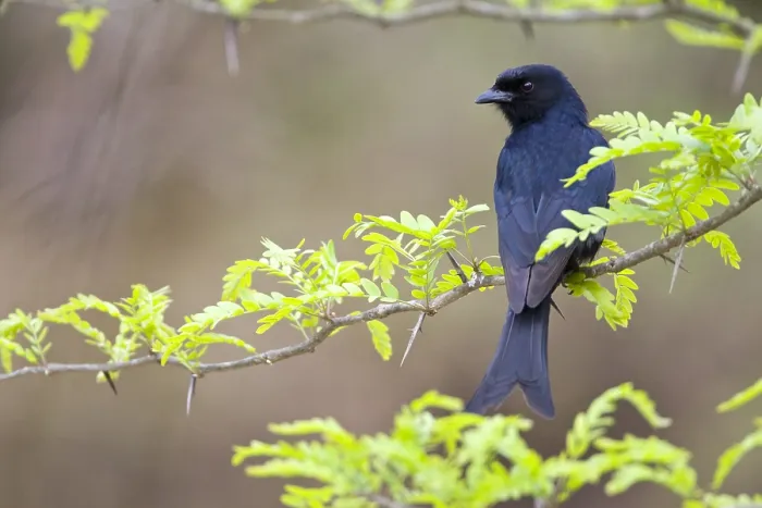 Gerahmter Druck : Fluweeldrongo, Drongo mit gefiederten Schwanz, Dicrurus adsimilis Gerahmter Druck : Fluweeldrongo, Drongo mit gefiederten Schwanz, Dicrurus adsimilis