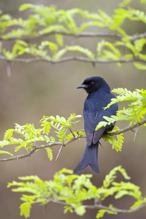 Gerahmter Druck : Fluweeldrongo, Drongo mit gespaltenem Schwanz, Dicrurus adsimilis Gerahmter Druck : Fluweeldrongo, Drongo mit gespaltenem Schwanz, Dicrurus adsimilis