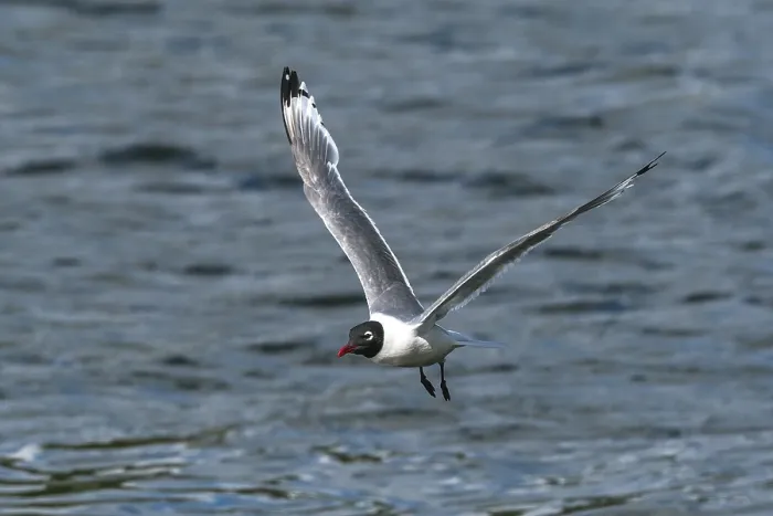 Gerahmter Druck : Franklins-Sturmmöwe, Franklins-Möwe, Leucophaeus pipixcan Gerahmter Druck : Franklins-Sturmmöwe, Franklins-Möwe, Leucophaeus pipixcan