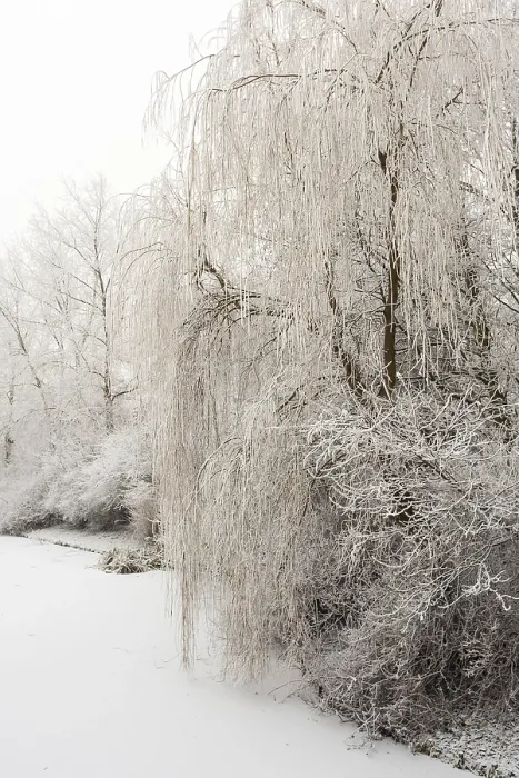 Gerahmter Druck : Bäume im Frost bei Katwijk. Gerahmter Druck : Bäume im Frost bei Katwijk.
