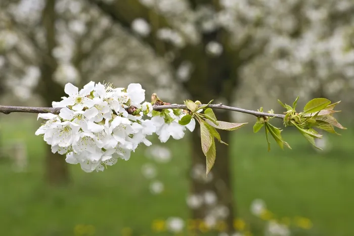 Gerahmter Druck : Obstbäume; Obstgärten