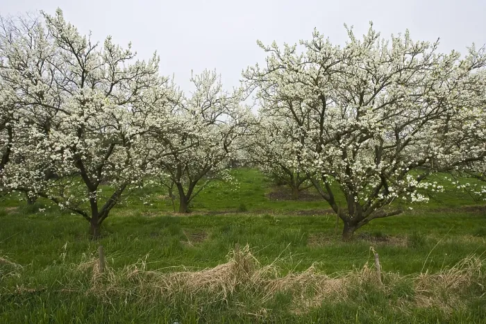 Gerahmter Druck : Obstbäume; Obstgärten Gerahmter Druck : Obstbäume; Obstgärten