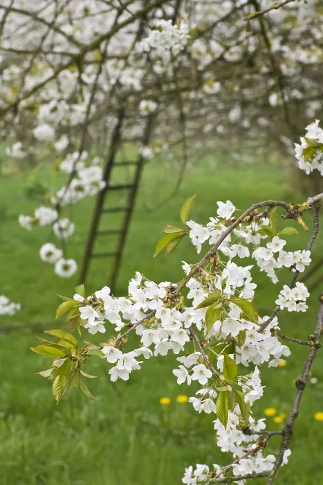 Gerahmter Druck : Obstbäume; Obstplantagen Gerahmter Druck : Obstbäume; Obstplantagen