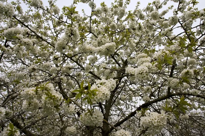 Gerahmter Druck : Obstbäume; Obstplantagen Gerahmter Druck : Obstbäume; Obstplantagen