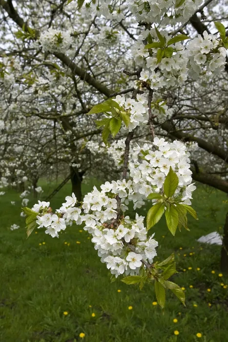 Gerahmter Druck : Obstbäume; Obstgärten