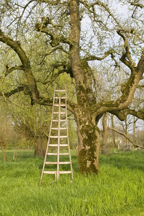 Gerahmter Druck : Obstbäume; Obstgärten Gerahmter Druck : Obstbäume; Obstgärten